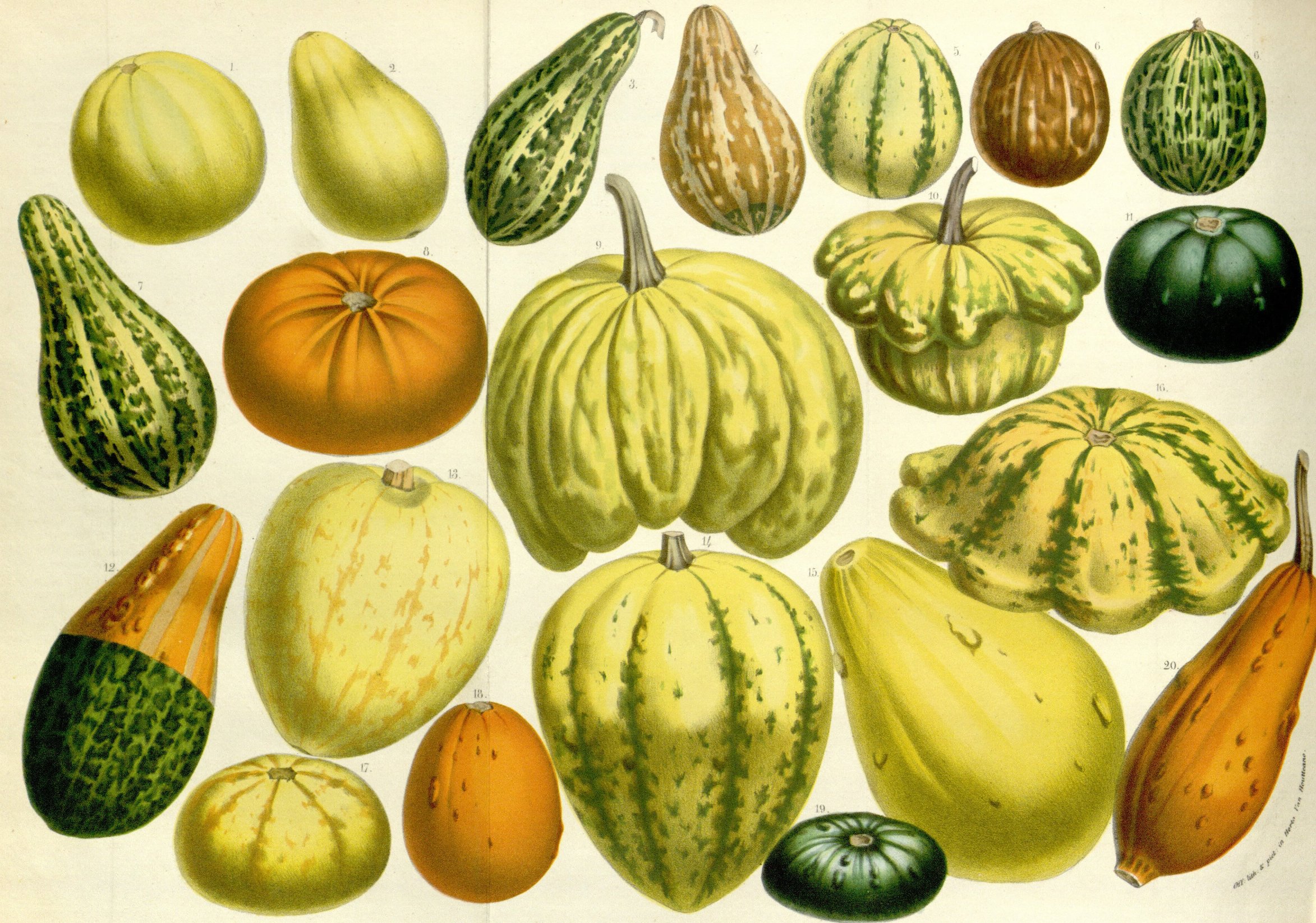 Pepo - botanical term for pumpkin / gourd berries (Cucurbitaceae)