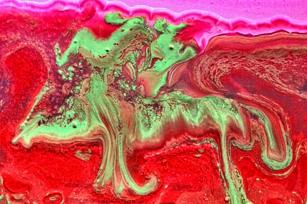 C-MOULD microbial art collection