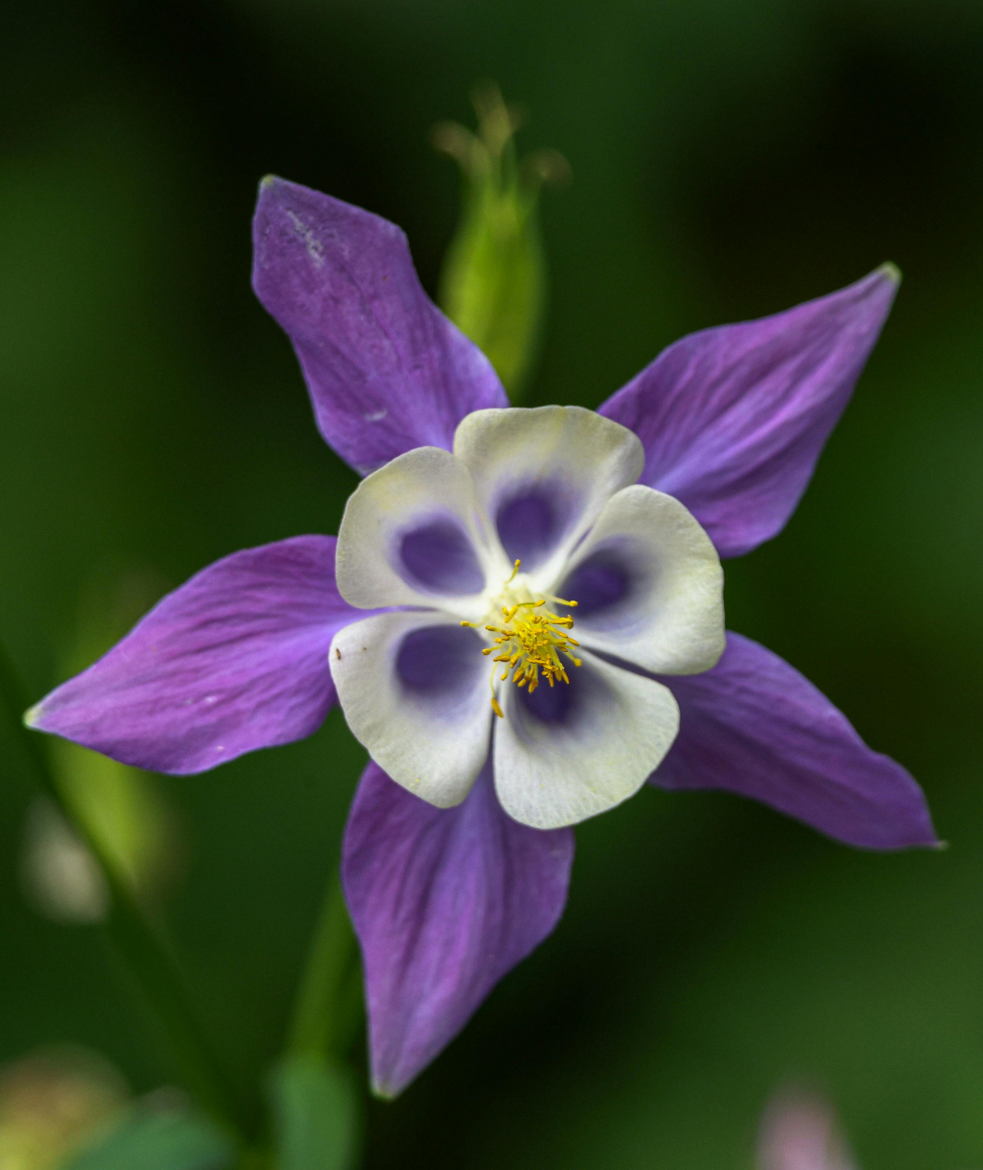 Aquilegia (columbine flower) - Ranunculaceae